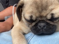 A Kalite Pug Mops