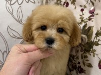 Üst Düzey Maltipoo Oğlumuz