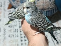 Yeni yeme düşmüş muhabbet kuşu yavrular ve yetişkinler