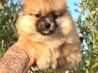 Güzellik abideleri pomeranian köpekler