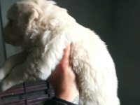 30 günlük orjinal baby face golden retriever yavrumuz