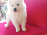 Samoyed Bebekler