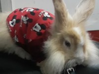 hollanda lop tavşan