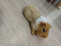 Ginepig Erkek