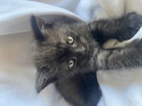 BRITISH BLACK SHORTHAIR