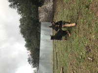 Üst düzey düşük bel alman çoban köpeği yavru