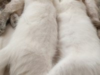 British shorthair kedisi