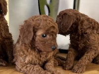 TOY POODLE BEBEKLERİM SAKARYA