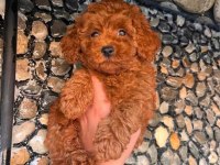 Toy Poodle (Core) Yavrumuz