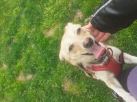 Jack russell melezi balım yeni yuva arıyor