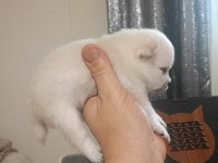 Pomeranian 1 aylık