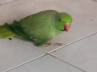 Hazır pakistan papağanı dişiler