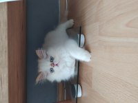 İran chinchilla 2 aylık