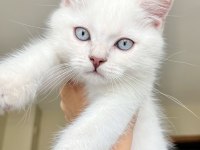 2 aylık British shorthair kedimize yuva arıyoruz