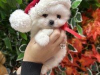 Safkan şecereli pomeranian boo yavrular