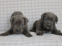 CANE CORSO BEBEKLER SAĞLIK VE IRK GARANTİLİ