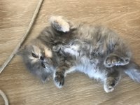 Sağlıklı Chinchilla