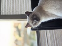 British shorthair blue point dişi yavru
