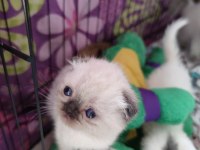 British shorthair pembe patiler