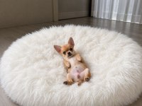Mini gold color chıhuahua