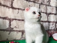 Scottish fold dişi