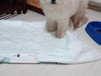 2 buçuk aylık erkek çin aslanı