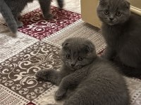 Cins Scottish Fold Yavrularım Yeni Yuvalarını Bekliyor