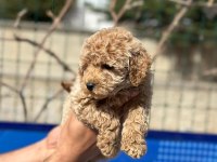 Poodle yavrularımız