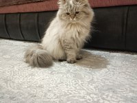Dişi British Longhair Kedimiz Bella