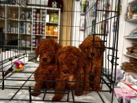 Red Brown Toy Poodle Yavrularımız
