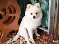 Pomeranian boo oyuncu köpeğimiz