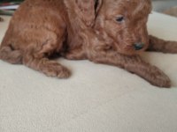 Toy poodle son yavrular