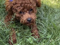 Bir Dişi Bir Erkek Toy Poodle