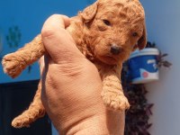 Toy poodle köpeği
