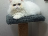 Safkan İran Persian yavrular