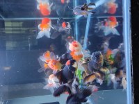 İTHAL ORANDA THAİLAND BABY FACE ORANDA KALİTELİ