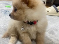 Acil pomeranian