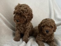 AŞILI WC EĞİTİMLİ TOY POODLE YAVRULAR