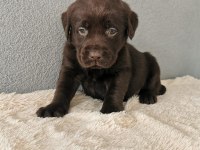 Labrador Bebeklerimiz