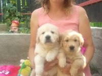 Golden Retriever Gelip Görerek Alabilirsiniz
