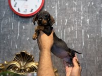 Dachshund prenses (Sosis)