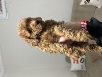 Yavru Toy Poodle