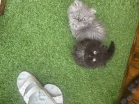 Exotic Longhair Yavrular 2 Aylık