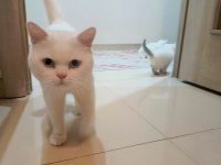 6 adet british blue point ve shorthair bebek