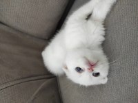 Scottish Fold ve Blue Point sahibinden kediler