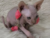 Nakedbeauty Sphynx Cattery