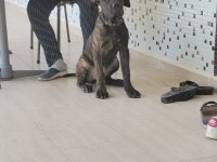 A Class Presa Canario Yavruları