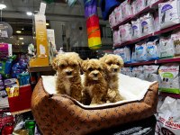 Maltipoo yavrularımız teslime hazır