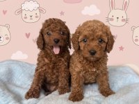 Safkan Toy Poodle Yavrularımız