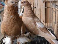 Özbek taklacı güvercinleri (Sarı-beyaz çift tepeli)